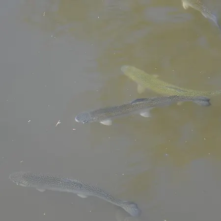 Relais Du Bois Du Four Saint-Léons