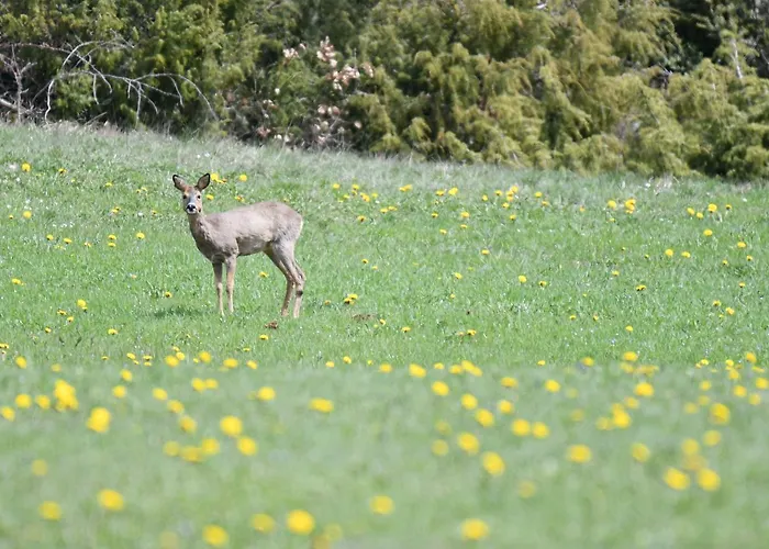 호텔 Relais Du Bois Du Four 2*