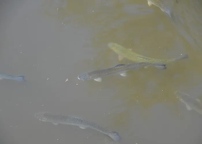 Relais Du Bois Du Four Saint-Léons